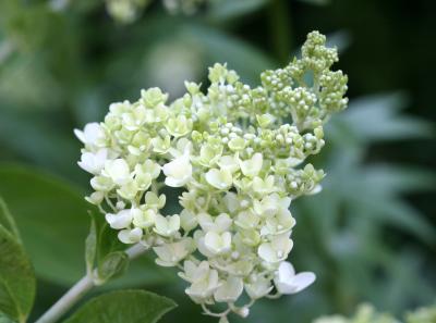 Hydrangea