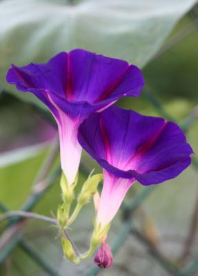 Morning Glories