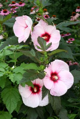 Pancake Hibiscus