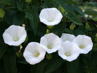 White Morning Glories