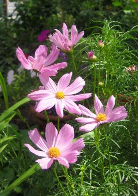 Cosmos Asters