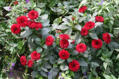 Red Dahlias