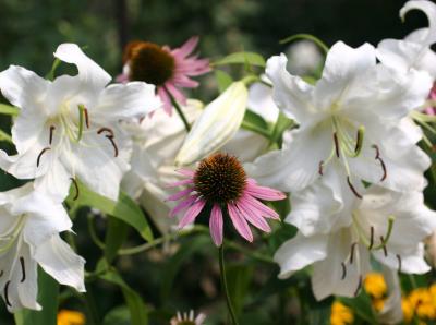 Casa Blanca Lilies & Echinacea