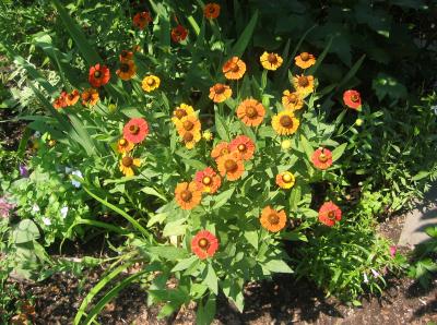 Sneezeweed