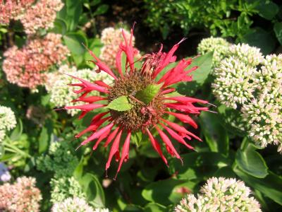 Bee Balm & Sedum