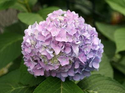 Hydrangea