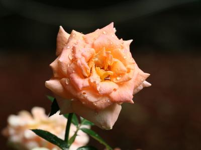 Apricot Rose