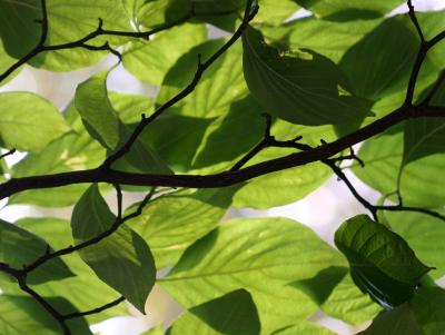 Dogwood Foliage