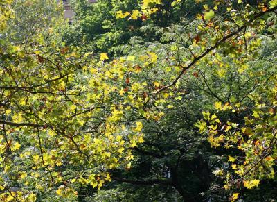 Mid Summer Tree Foliage Colors