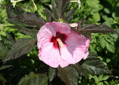 Giant Pancake Hibiscus