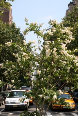Crepe Myrtle at South End of Fifth Avenue at the Arch