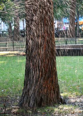 Sprinkling an Elm Tree