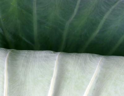 Elephant Ears