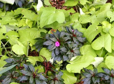 Impatiens & Foliage