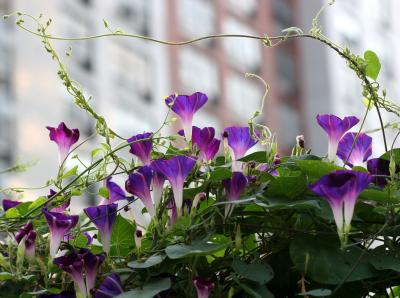 Morning Glories