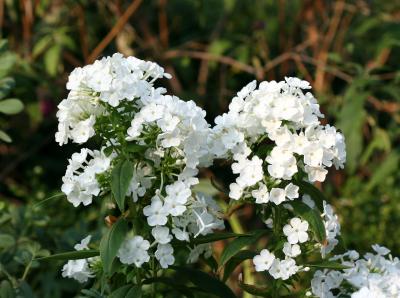 White Phlox