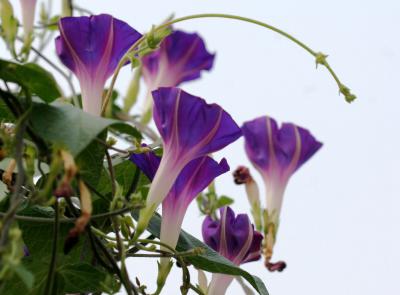 Morning Glories