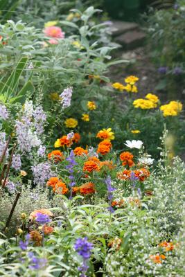 Garden Plot