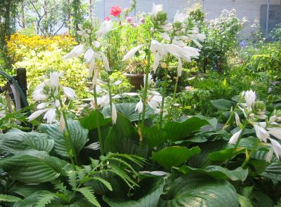 Hosta & Garden View