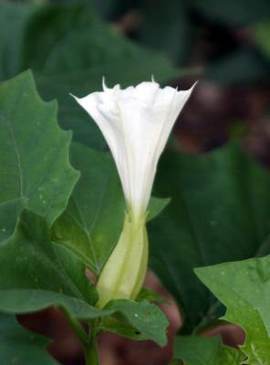 Datura