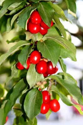 Dogwood Berries