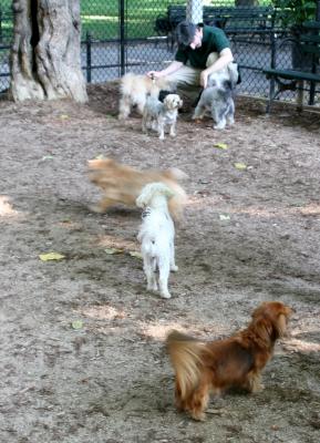 Dog Run for Small Dogs