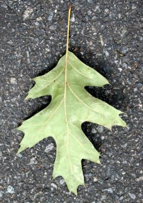 Oak Leaf