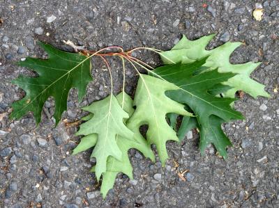 Oak Leaves