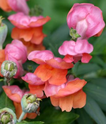 Snapdragons