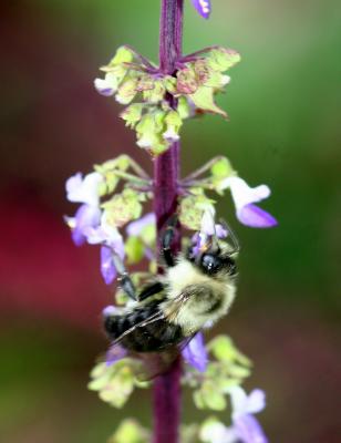 Bee on Coleus Blossoms
