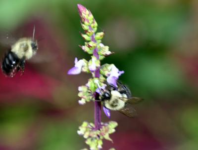 Bees & Coleus Blossoms