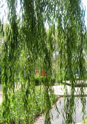 Willow Curtain