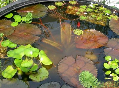 Water Lilies in a Tub