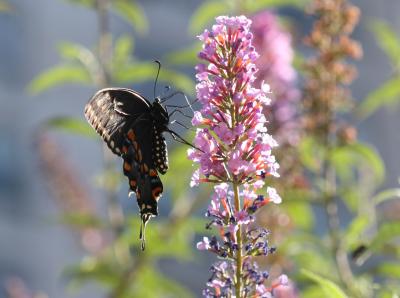 Swallowtail Butterfly on Butterfly Bush Blossom