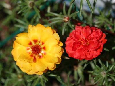 Portulaca