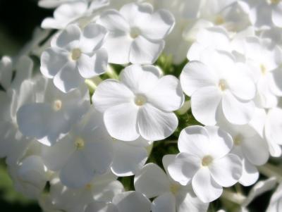 White Phlox