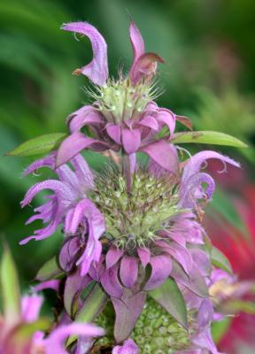 Lavender Bee Balm