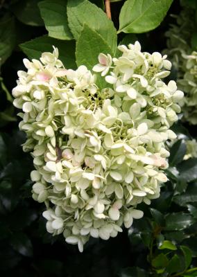 Hydrangea