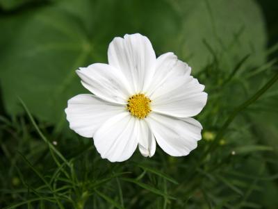 Cosmos aster