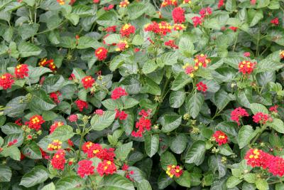 Lantana