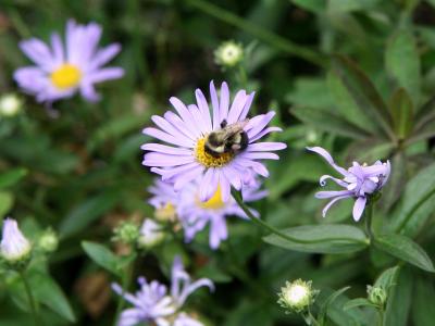 Asters