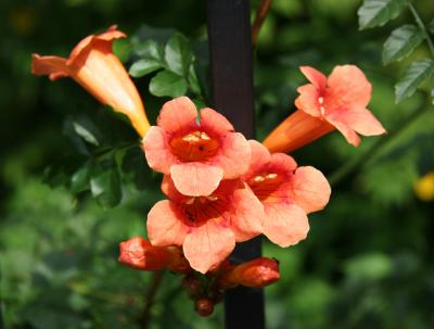 Campsis radicans - Trumpet Flower Vine