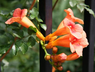 Campsis radicans - Trumpet Flower Vine