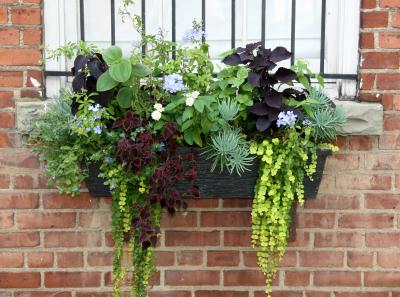 Flower Box