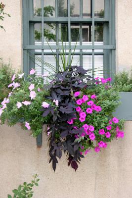 Flower Box