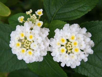 Lantana