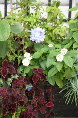 Flower Box