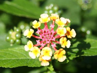 Lantana