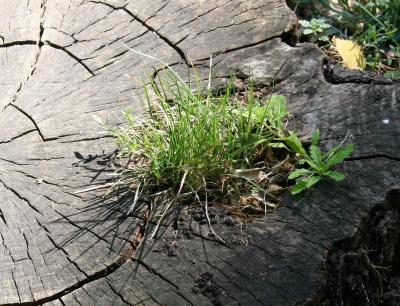 Grass in Tree Trunk