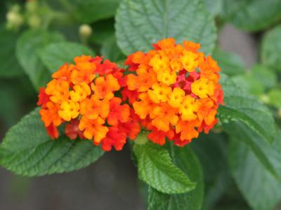 Lantana